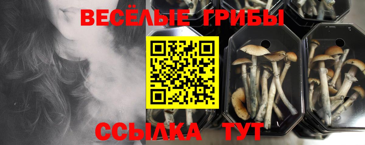 Галлюциногенные грибы GOLDEN TEACHER Сланцы